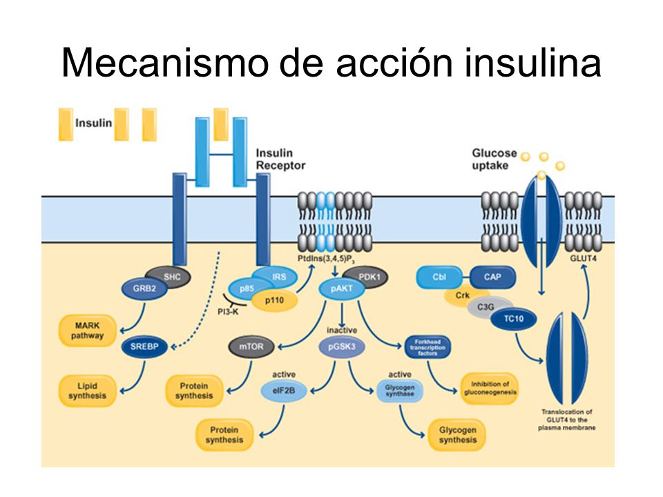 El Páncreas. - ppt video online descargar El Páncreas. - ppt video online descargar