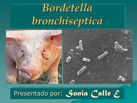 Bordetella bronchiseptica