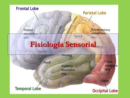 Sistema Nervioso Sensorial