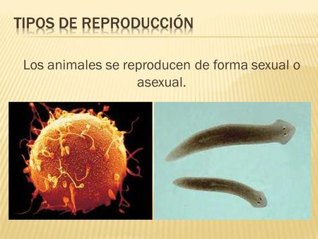 Los animales se reproducen de forma sexual o asexual.