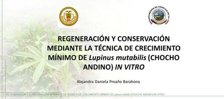 REGENERACIÓN Y CONSERVACIÓN MEDIANTE LA TÉCNICA DE CRECIMIENTO MÍNIMO DE Lupinus mutabilis (CHOCHO ANDINO) IN VITRO Alejandra Daniela Proaño Barahona.