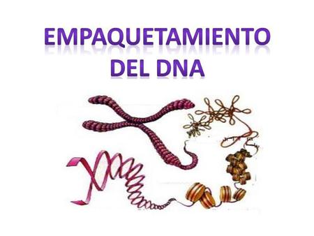 Empaquetamiento del DNA
