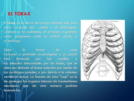 EL TÓRAX El tórax es la parte del cuerpo humano que está entre la base del cuello y el diafragma. Contiene a los pulmones, al corazón, a grandes vasos.