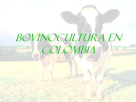 BOVINOCULTURA EN COLOMBIA