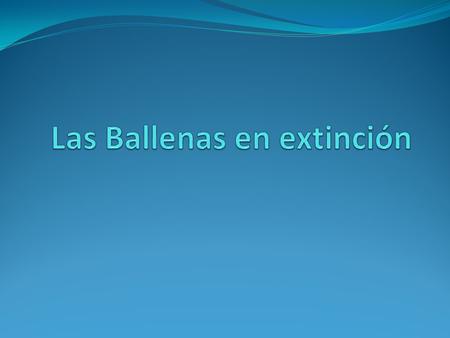Las Ballenas en extinción