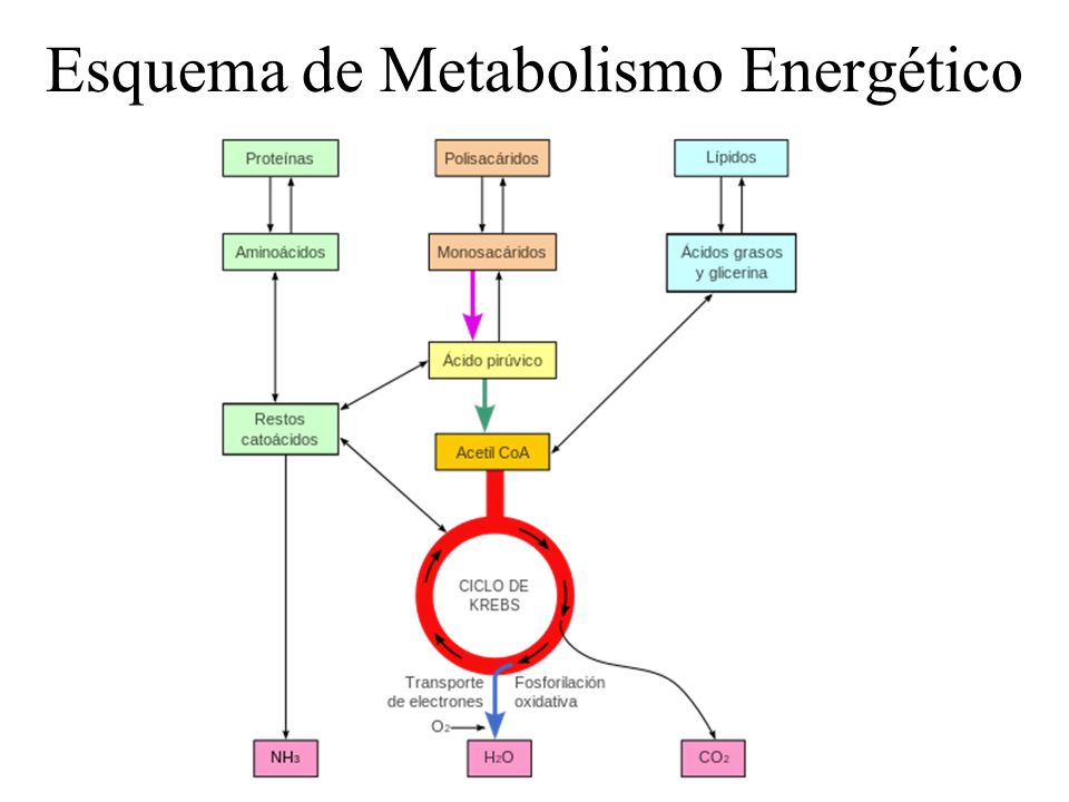 Metabolismo Celular Esquema | www.pixshark.com - Images Metabolismo Celular Esquema | www.pixshark.com - Images