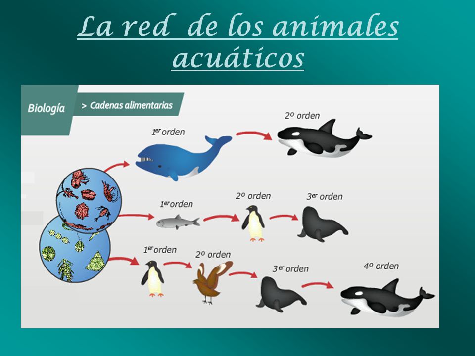 redes alimentarias ppt descargar redes alimentarias ppt descargar