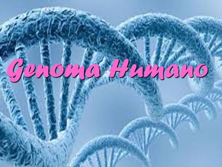 Genoma Humano. ¿Qué es el Genoma Humano? El Genoma Humano es el número total de cromosomas del cuerpo. Los cromosomas contienen aproximadamente