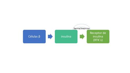 Células βinsulina Receptor de insulina (RTK´s) Serina/treonina.
