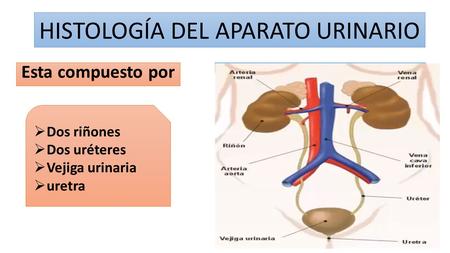HISTOLOGÍA DEL APARATO URINARIO Esta compuesto por  Dos riñones  Dos uréteres  Vejiga urinaria  uretra.