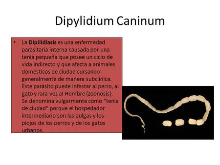 Dipylidium Caninum La Dipilidiasis es una enfermedad parasitaria interna causada por una tenia pequeña que posee un ciclo de vida indirecto y que afecta.