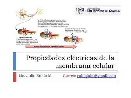 Propiedades eléctricas de la membrana celular Lic. Julio Rubio M. Correo: