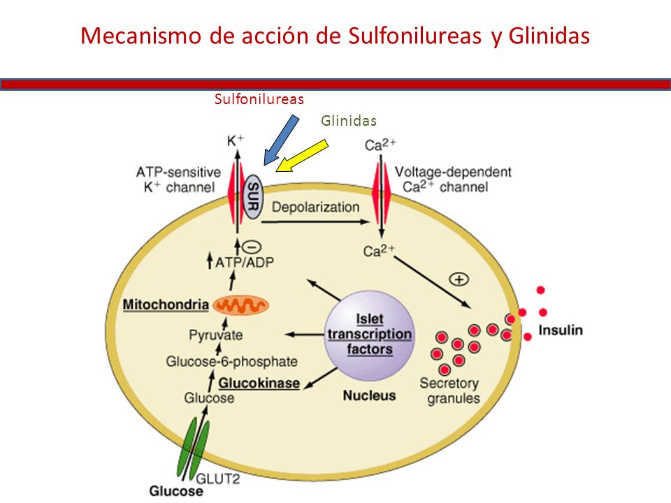 Terapia combinada en DM 2 - ppt video online descargar Terapia combinada en DM 2 - ppt video online descargar