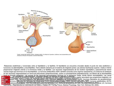 Relaciones anatómicas y funcionales entre el hipotálamo y la hipófisis