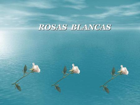 . ROSAS BLANCAS.