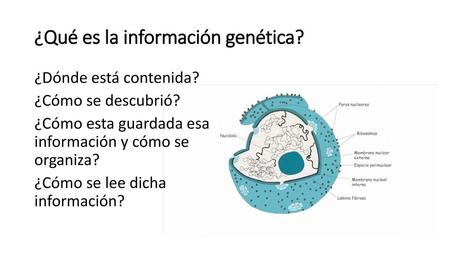 ¿Qué es la información genética?