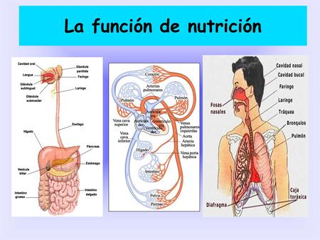La función de nutrición
