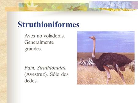 Struthioniformes Aves no voladoras. Generalmente grandes.