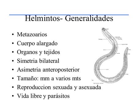 Helmintos- Generalidades
