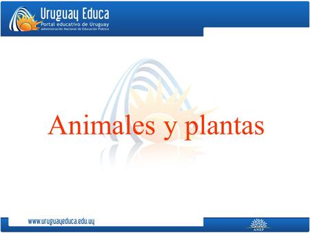 Animales y plantas.
