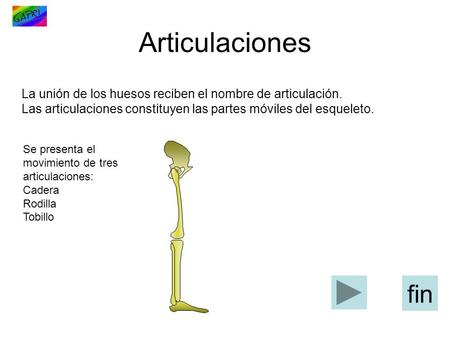 Articulaciones La unión de los huesos reciben el nombre de articulación. Las articulaciones constituyen las partes móviles del esqueleto. Se presenta el.