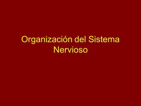 Organización del Sistema Nervioso