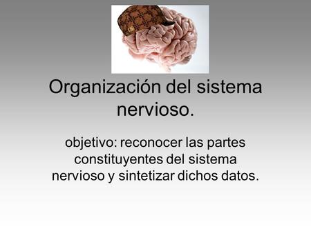 Organización del sistema nervioso.
