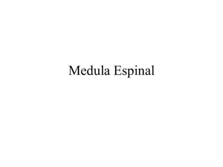 Medula Espinal.