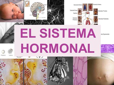 EL SISTEMA HORMONAL.