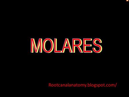 MOLARES Rootcanalanatomy.blogspot.com/.