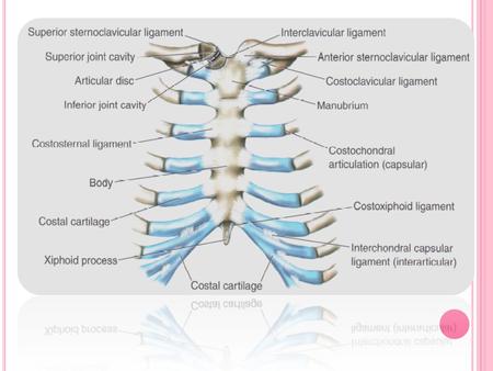 ARTICULACIONES POSTERIORES: Todas las 12 costillas se articulan con las 12 vértebras toráxicas a través de dos articulaciones para cada costilla y se.
