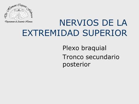 NERVIOS DE LA EXTREMIDAD SUPERIOR