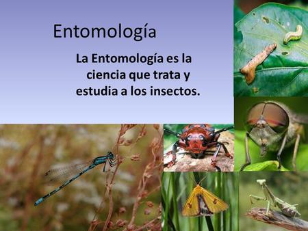 La Entomología es la ciencia que trata y estudia a los insectos.