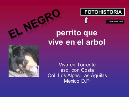 perrito que vive en el arbol Vivo en Torrente esq. con Costa Col. Los Alpes Las Aguilas Mexico D.F.. 18 de Abril 2013 FOTOHISTORIA.