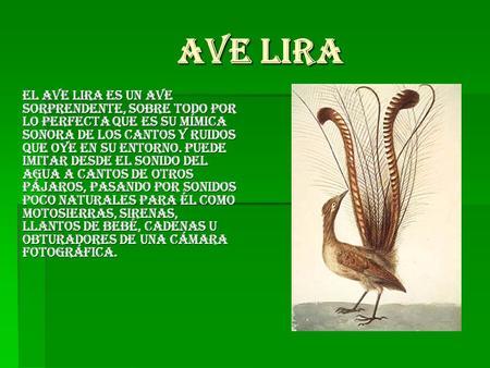 AVE LIRA El ave Lira es un ave sorprendente, sobre todo por lo perfecta que es su mímica sonora de los cantos y ruidos que oye en su entorno. Puede imitar.