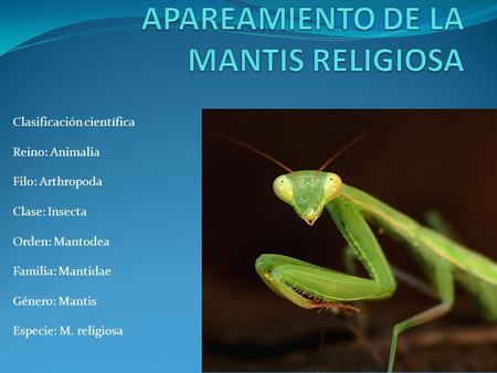 APAREAMIENTO DE LA MANTIS RELIGIOSA