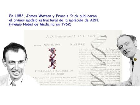 En 1953, James Watson y Francis Crick publicaron el primer modelo estructural de la molécula de ADN, (Premio Nobel de Medicina en 1962)