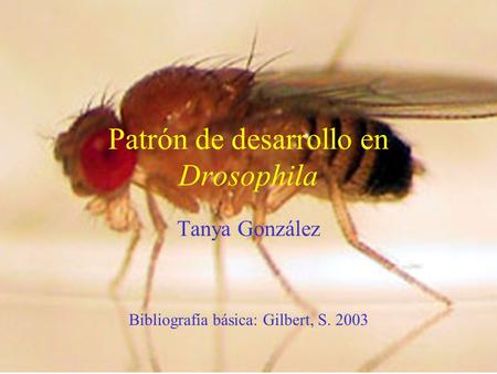 Patrón de desarrollo en Drosophila