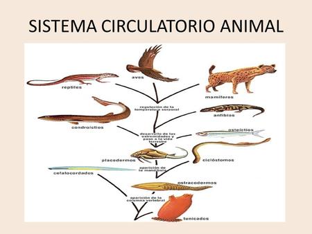 SISTEMA CIRCULATORIO ANIMAL