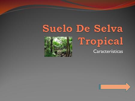 Suelo De Selva Tropical