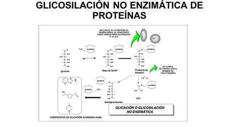 GLICOSILACIÓN NO ENZIMÁTICA DE PROTEÍNAS