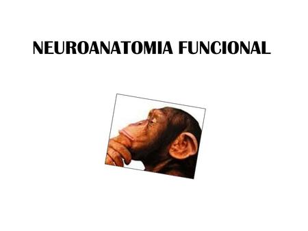 NEUROANATOMIA FUNCIONAL