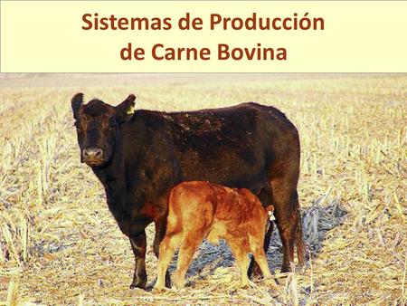 Sistemas de Producción de Carne Bovina