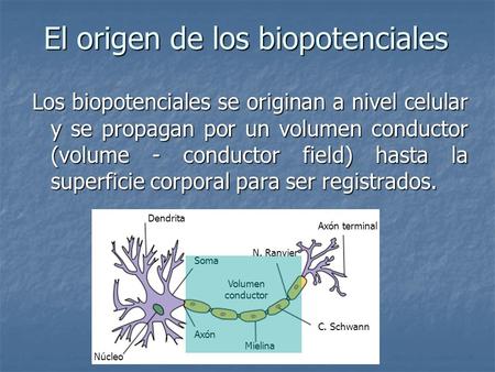 El origen de los biopotenciales