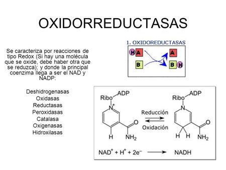 OXIDORREDUCTASAS Se caracteriza por reacciones de tipo Redox (Si hay una molécula que se oxide, debe haber otra que se reduzca); y donde la principal coenzima.