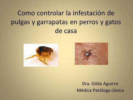 Dra. Gilda Aguirre Médica Patóloga clínica