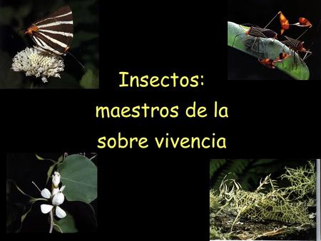 Insectos: maestros de la sobre vivencia