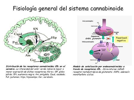 Fisiología general del sistema cannabinoide