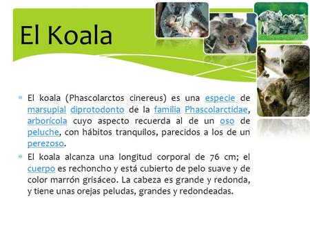 El koala (Phascolarctos cinereus) es una especie de marsupial diprotodonto de la familia Phascolarctidae, arborícola cuyo aspecto recuerda al de un oso.