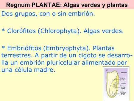 Regnum PLANTAE: Algas verdes y plantas